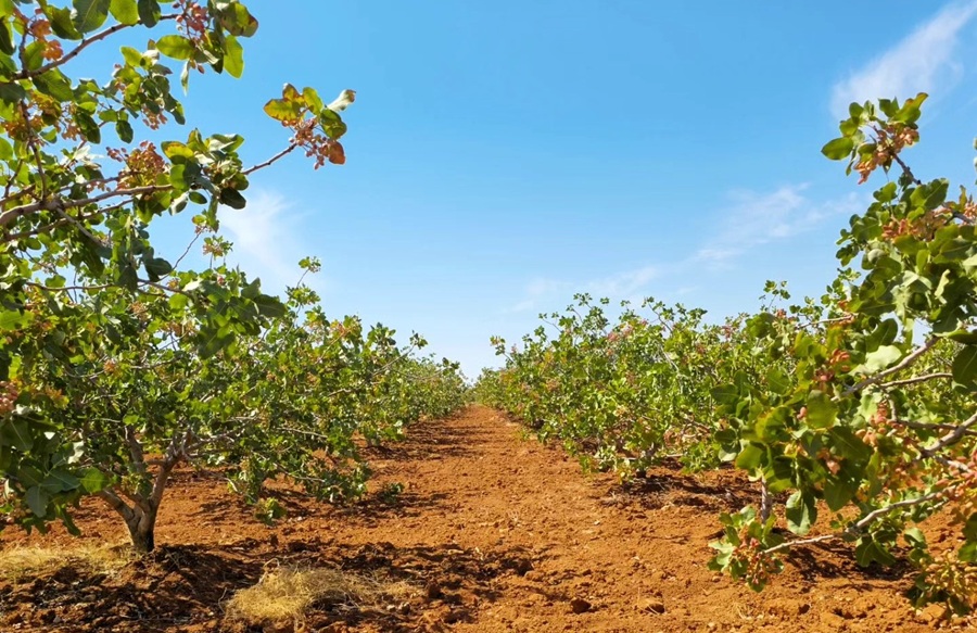 What is the Profit Per Decare of Pistachios?